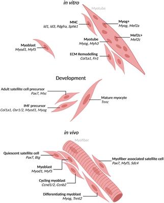 Heterogeneous Skeletal Muscle Cell and Nucleus Populations Identified by Single-Cell and Single-Nucleus Resolution Transcriptome Assays